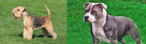 Lakeland Terrier vs Irish Staffordshire Bull Terrier - Breed Comparison
