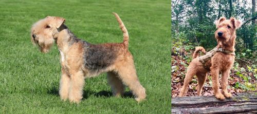 Lakeland Terrier vs Irish Terrier - Breed Comparison