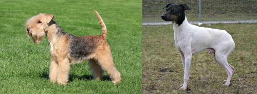 Lakeland Terrier vs Japanese Terrier - Breed Comparison