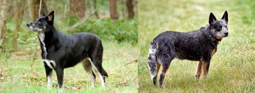Lapponian Herder vs Austrailian Blue Heeler - Breed Comparison