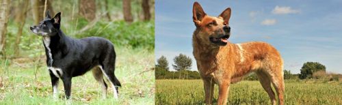 Lapponian Herder vs Australian Red Heeler - Breed Comparison