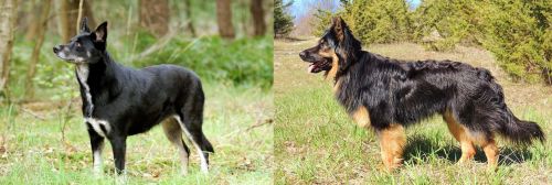 Lapponian Herder vs Bohemian Shepherd - Breed Comparison