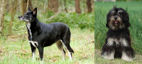 Lapponian Herder vs Cao da Serra de Aires - Breed Comparison