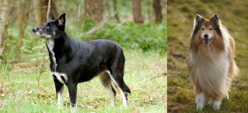 Lapponian Herder vs Collie - Breed Comparison