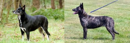 Lapponian Herder vs Dutch Shepherd - Breed Comparison