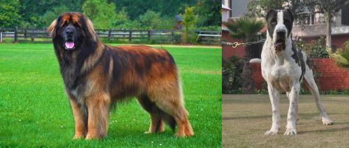 Leonberger vs Alangu Mastiff - Breed Comparison