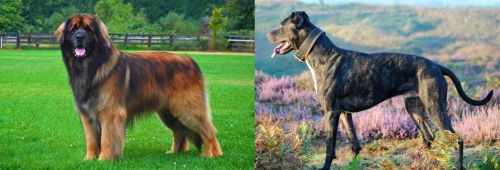 Leonberger vs Alaunt - Breed Comparison