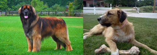 Leonberger vs Irish Mastiff Hound - Breed Comparison