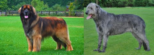 Leonberger vs Irish Wolfhound - Breed Comparison