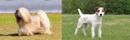 Lhasa Apso vs Jack Russell Terrier - Breed Comparison