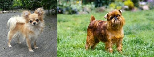 Long Haired Chihuahua vs Brussels Griffon - Breed Comparison