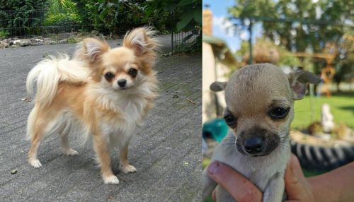 Long Haired Chihuahua vs Chihuahua - Breed Comparison