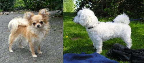 Long Haired Chihuahua vs Franzuskaya Bolonka - Breed Comparison
