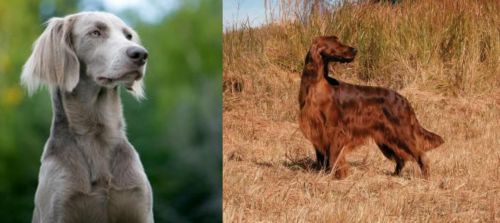 Longhaired Weimaraner vs Irish Setter - Breed Comparison