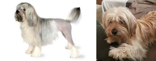 Lowchen vs Cyprus Poodle - Breed Comparison