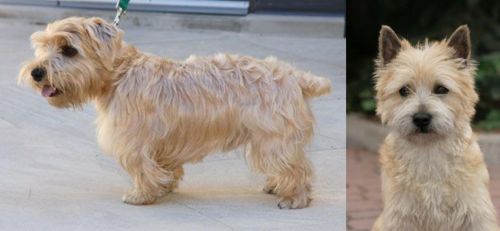 Lucas Terrier vs Cairn Terrier