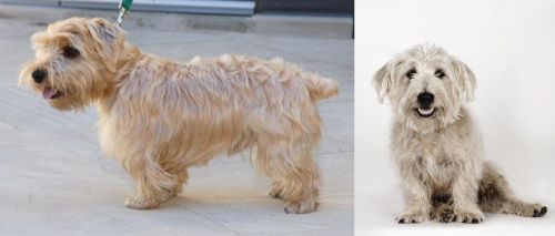 Lucas Terrier vs Glen of Imaal Terrier - Breed Comparison