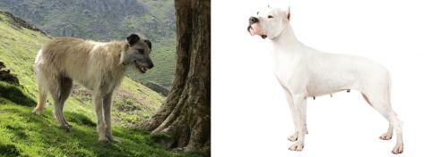 Lurcher vs Argentine Dogo - Breed Comparison