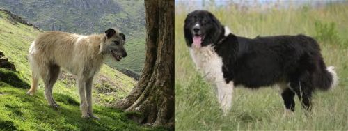 Lurcher vs Bulgarian Shepherd