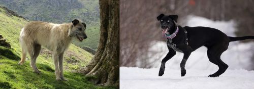 Lurcher vs Eurohound