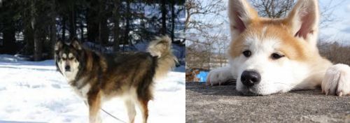 Mackenzie River Husky vs Akita - Breed Comparison