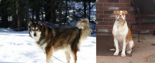 Mackenzie River Husky vs Alapaha Blue Blood Bulldog - Breed Comparison
