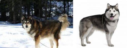 Mackenzie River Husky vs Alaskan Malamute - Breed Comparison