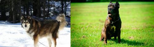 Mackenzie River Husky vs Bandog - Breed Comparison