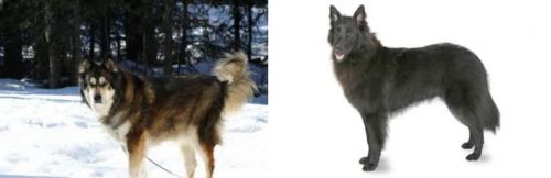 Mackenzie River Husky vs Belgian Shepherd - Breed Comparison