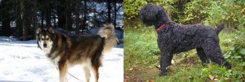 Mackenzie River Husky vs Black Russian Terrier