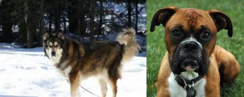 Mackenzie River Husky vs Boxer - Breed Comparison