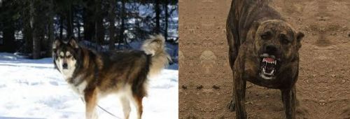 Mackenzie River Husky vs Dogo Sardesco - Breed Comparison
