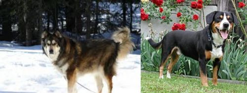 Mackenzie River Husky vs Entlebucher Mountain Dog