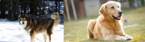 Mackenzie River Husky vs Goldador - Breed Comparison
