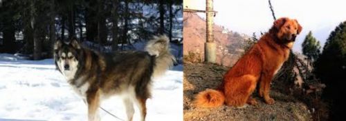 Mackenzie River Husky vs Himalayan Sheepdog