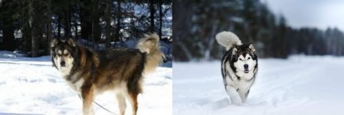 Mackenzie River Husky vs Siberian Husky - Breed Comparison