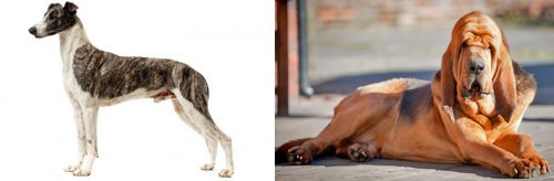 Magyar Agar vs Bloodhound