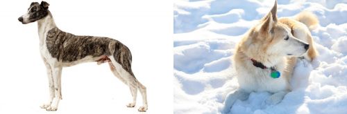 Magyar Agar vs Labrador Husky