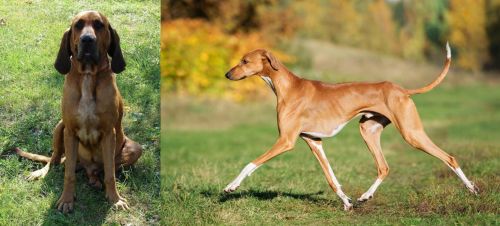 Majestic Tree Hound vs Azawakh - Breed Comparison