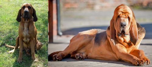 Majestic Tree Hound vs Bloodhound - Breed Comparison