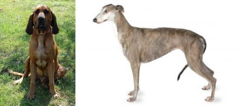 Majestic Tree Hound vs Greyhound - Breed Comparison
