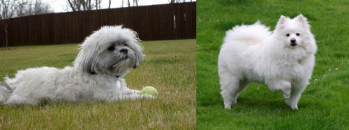 Mal-Shi vs American Eskimo Dog - Breed Comparison