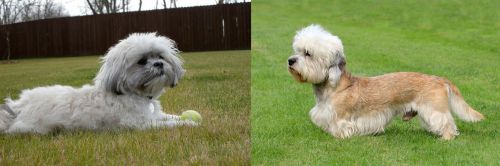 Mal-Shi vs Dandie Dinmont Terrier - Breed Comparison