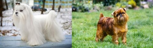Maltese vs Belgian Griffon - Breed Comparison