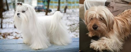 Maltese vs Cyprus Poodle - Breed Comparison