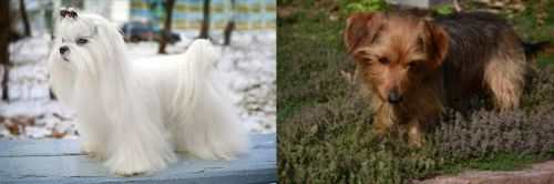 Maltese vs Dorkie - Breed Comparison