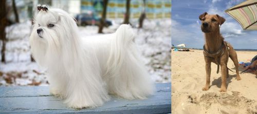 Maltese vs Fell Terrier - Breed Comparison