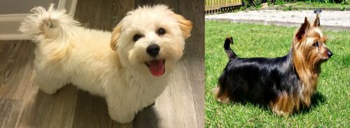 Maltipoo vs Australian Silky Terrier - Breed Comparison