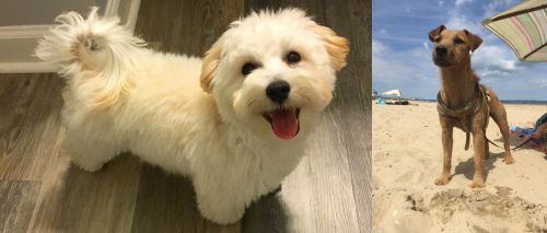 Maltipoo vs Fell Terrier - Breed Comparison