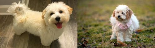 Maltipoo vs West Highland White Terrier - Breed Comparison